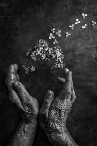 A pair of hands gently cradles a delicate flower in a monochrome studio shot, capturing a moment of beauty and fragility.