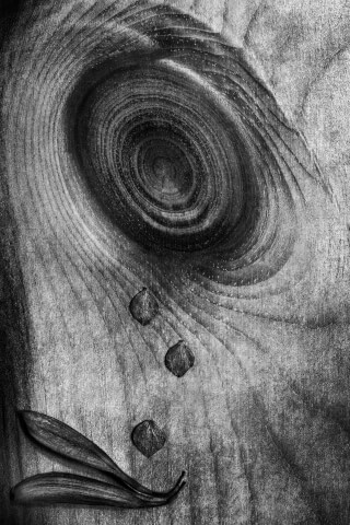 Monochrome image of wood grain with scattered leaves. A unique backdrop for creative projects.