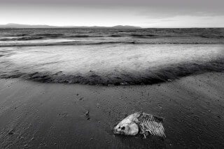 A fish skeleton lies on a dark beach with gentle waves, conveying themes of mortality and environmental concerns.