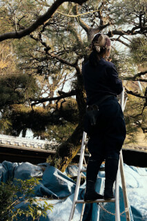 A woman stands on a ladder, trimming a tree with care, enveloped by its branches and natural beauty.