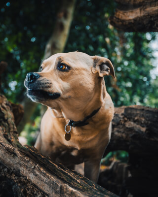 A tan dog with a collar sits among tree branches in a leafy, outdoor setting.