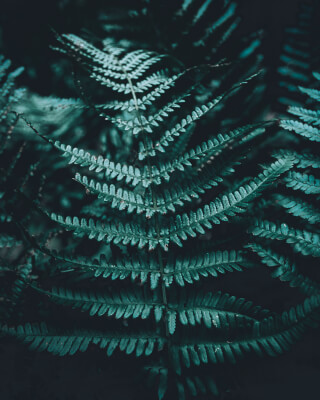 Moody close-up of green fern fronds, creating a serene natural background.