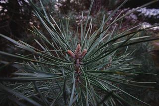 Cody Zandelin Nature Animals Photographer