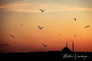 Metehan Demirkaya Nature Animals Photographer